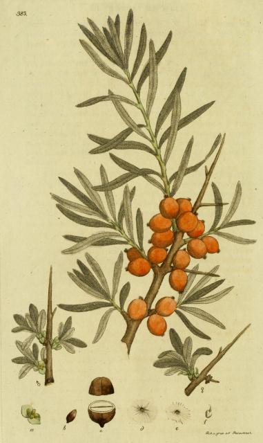 385. Hippophae rhamnoides.