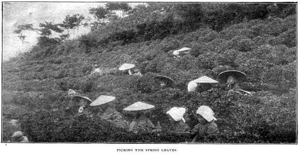 21. Picking the Spring Leaves.