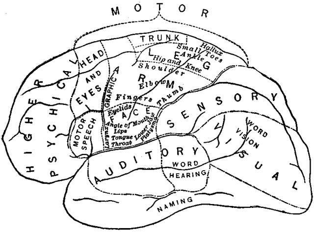 Figure 47. Diagram of the cortical centers