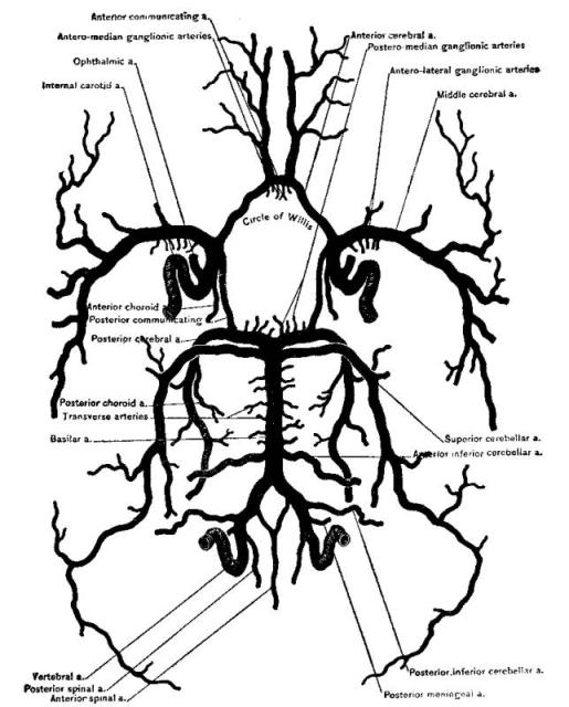 Figure 48. Circle of Willis