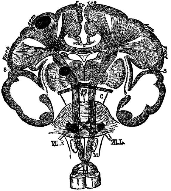 Figure 49. The motor tract