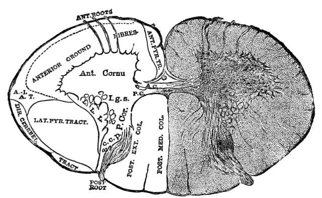 Figure 37. Section of a normal spinal cord