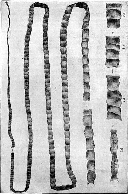 Figure 57. Taenia saginata.