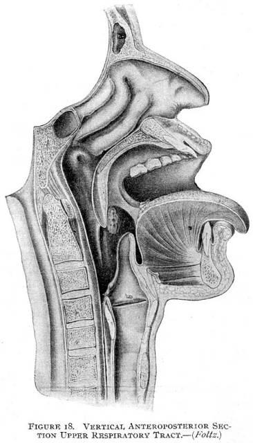 Figure 18. Vertical anteroposterior section