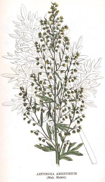 Kuva 07. Artemisia absinthium (Mali, Malört).