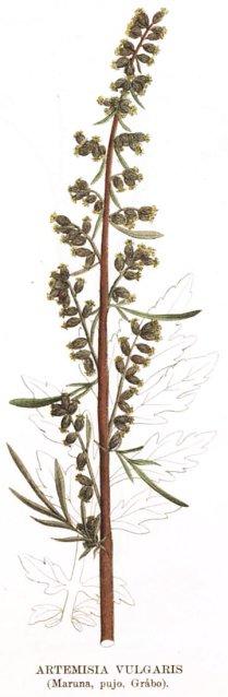 Kuva 01. Artemisia vulgaris (Maruna, pujo, Gråbo).