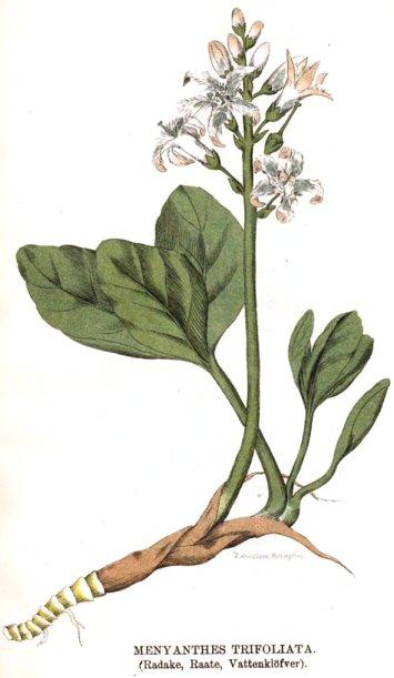 Kuva 06. Menyanthes trifoliata. (Radake, Raate, Va...