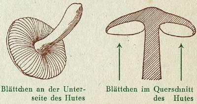 Fig. 1. Blättchen