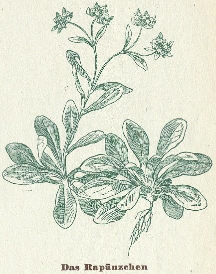 Fig. 89. Das Rapünzchen.