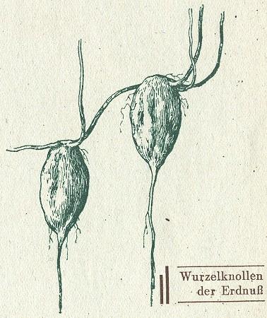 Fig. 91. Wurzelknollen der Erdnuss.