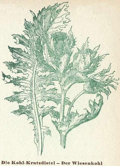 Fig. 99. Die Kohl-Kratzdistel.