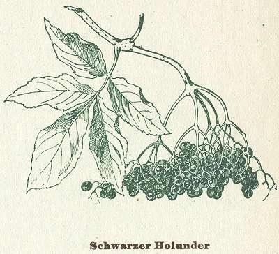 Fig. 118. Schwarzer Holunder.