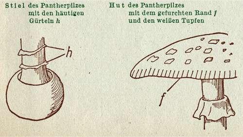 Fig. 5. Pantherpilz: