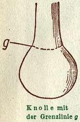 Fig. 6. Knolle mit der Grenzlinie g.