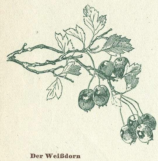 Fig. 121. Der Weissdorn.