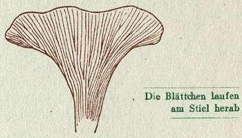 Fig. 10. Die Blättchen laufen am Stiel herab.