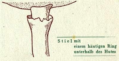 Fig. 17. Stiel