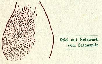 Fig. 19. Stiel mit Netzwerk