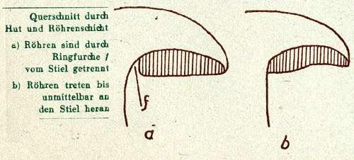 Fig. 22. Querschnitt durch Hut