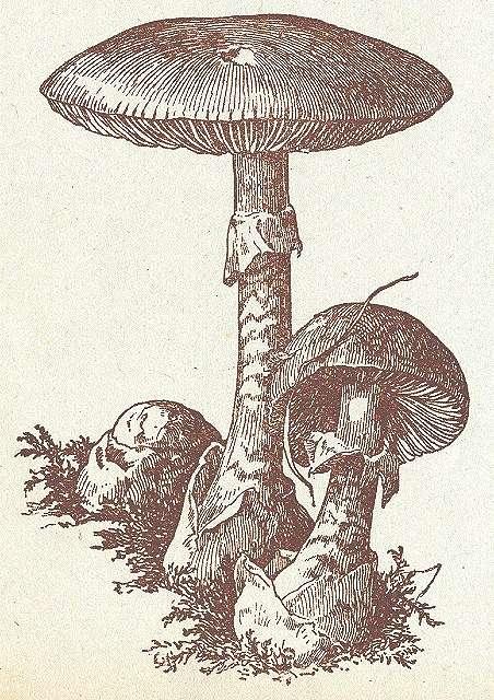 Fig. 30. Grüner Knollenblätterpilz.