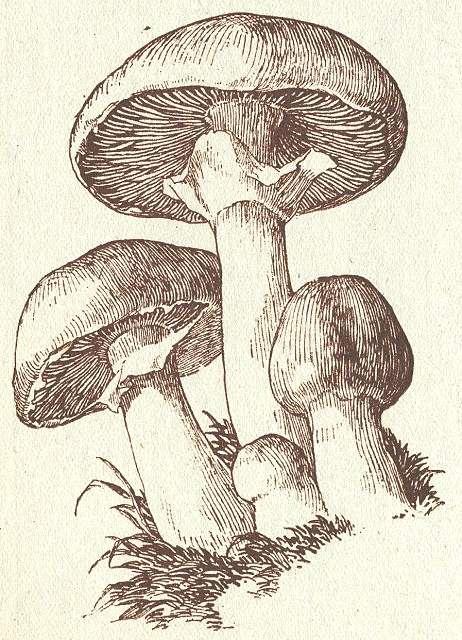 Fig. 41. Feld-Champignon.