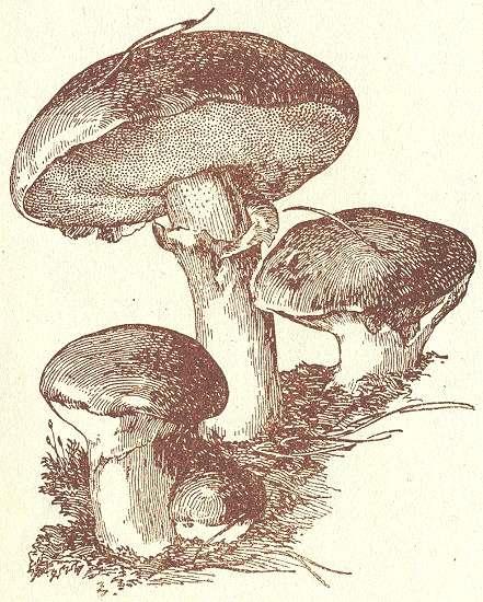 Fig. 56. Butterpilz.