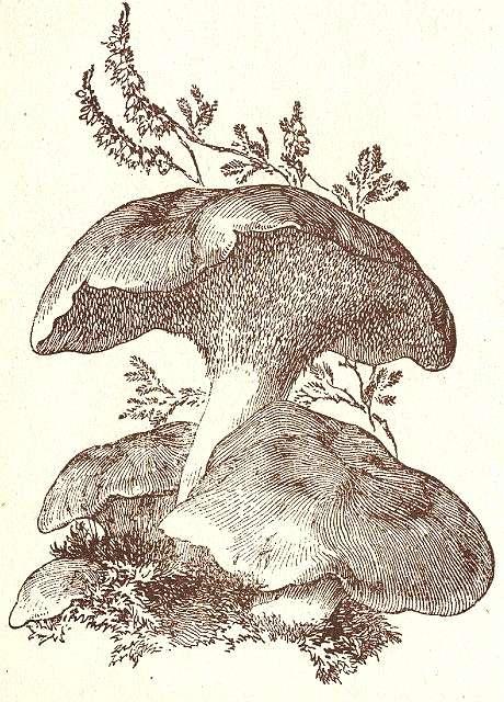 Fig. 70. Stoppelpilz.