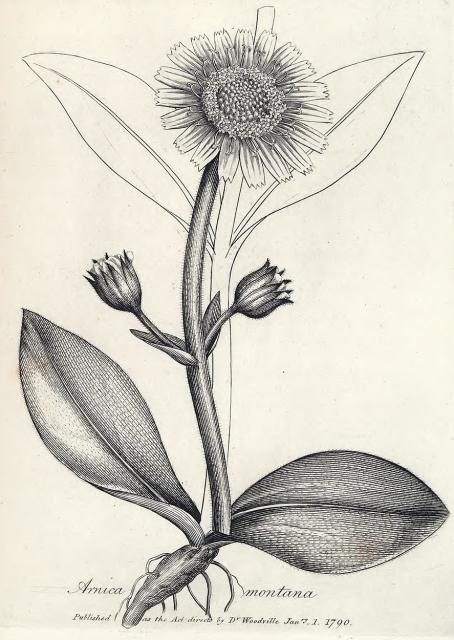 004. Arnica montana.