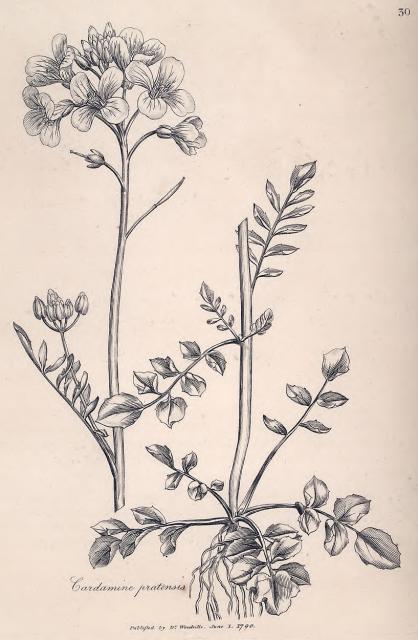 030. Cardamine pratensis.