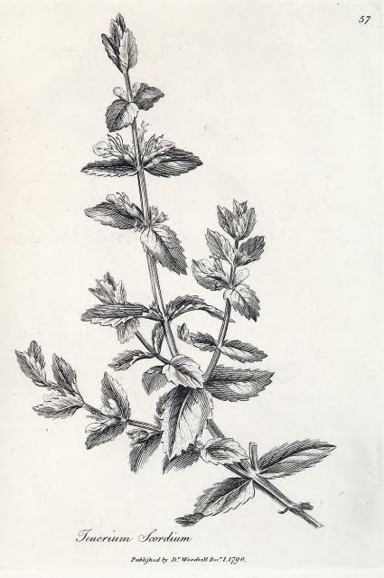 057. Teucrium scordium.