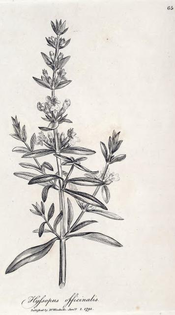 065. Hyssopus officinalis.