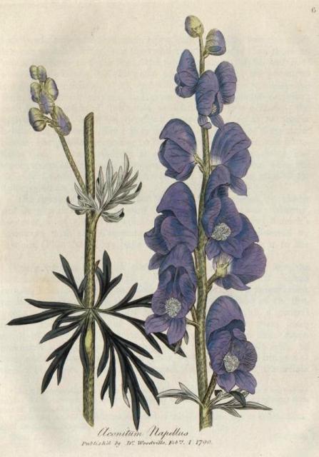 006. Aconitum napellus. C.