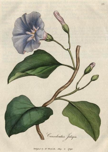 021. Convolvulus jalapa. C.