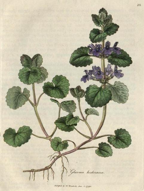 028. Glechoma hederacea. C.