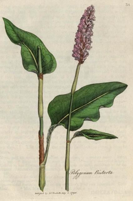 034. Polygonum bistorta. C.