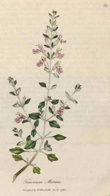 056. Teucrium marum. C.