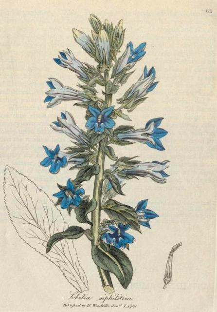 063. Lobelia siphilitica. C.