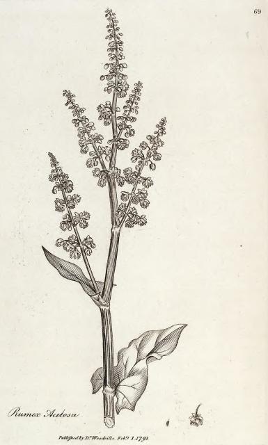 069. Rumex acetosa.