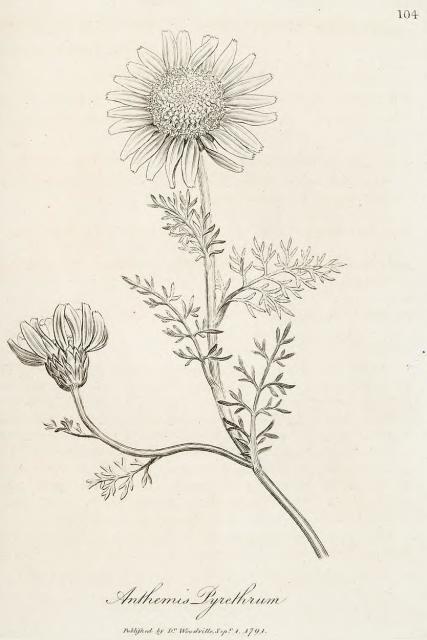 104. Anthemis pyrethrum.