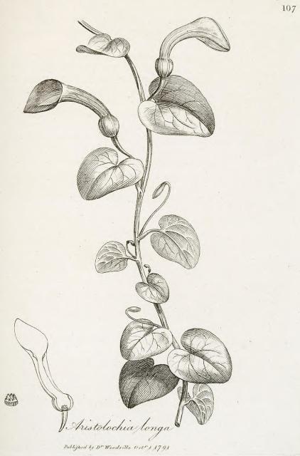 107. Aristolochia longa.