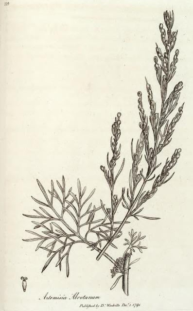 119. Artemisia abrotanum.