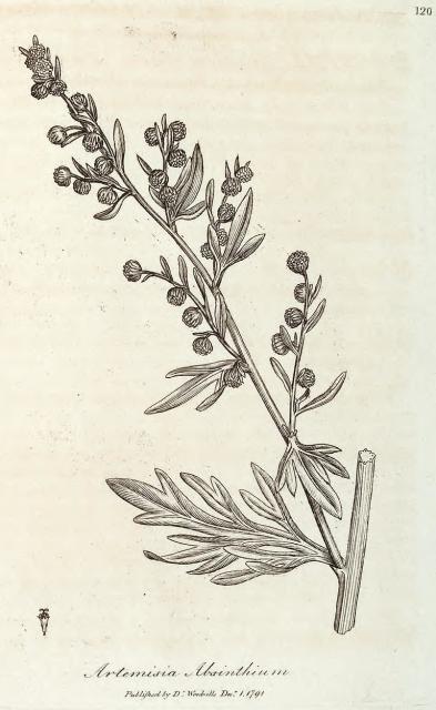 120. Artemisia absinthium.