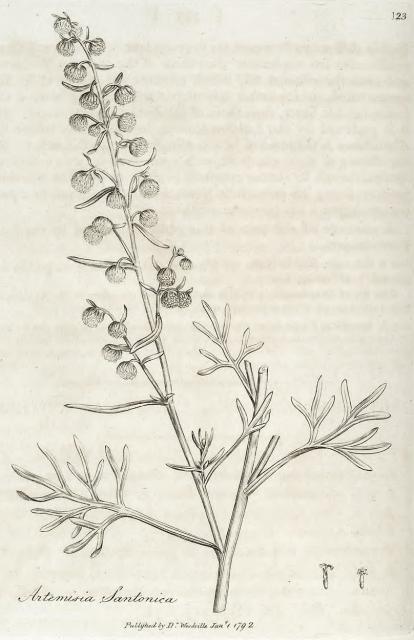 123. Artemisia santonica.