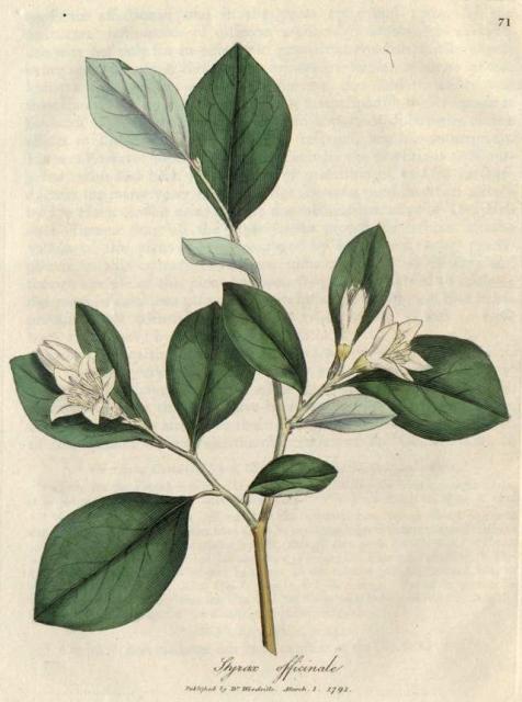 071. Styrax officinale. C.