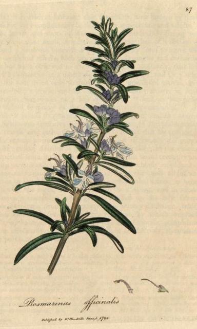 087. Rosmarinus officinalis. C.