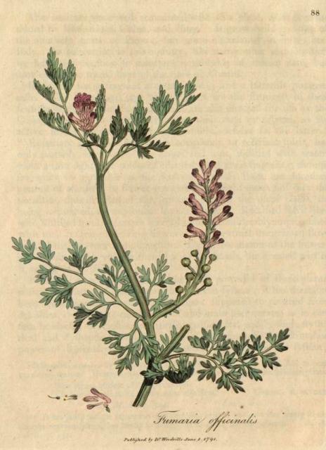 088. Fumaria officinalis. C.