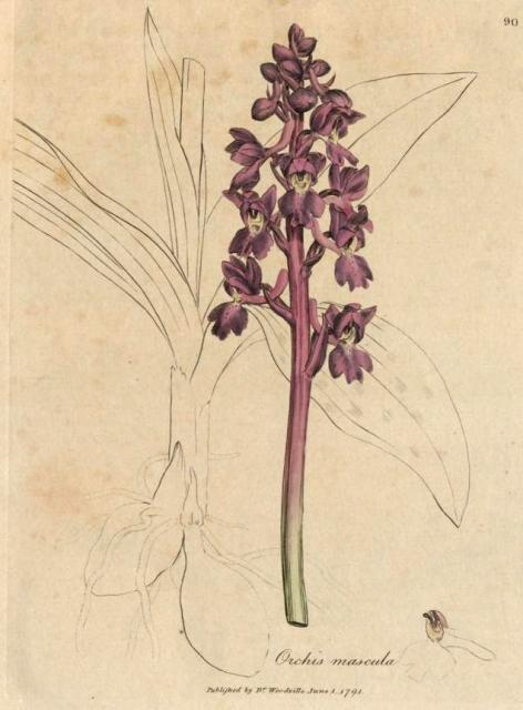 090. Orchis mascula. C.