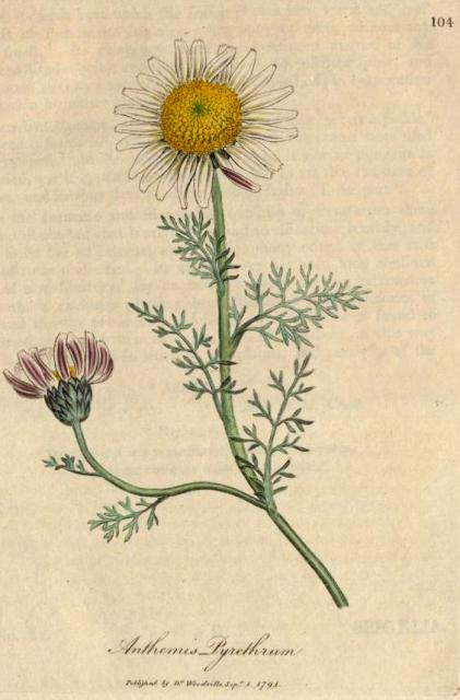 104. Anthemis pyrethrum. C.