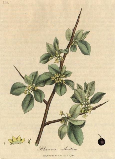 114. Rhamnus catharticus. C.