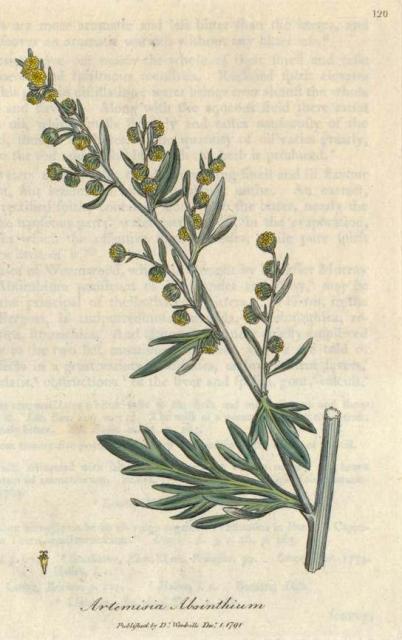 120. Artemisia absinthium. C.